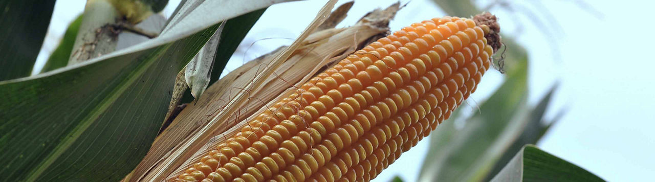 Avec un rendement de maïs de 391 q/ha, un américain bat son propre record !